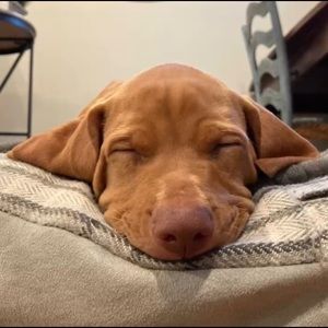 Meet your Posher, Abby